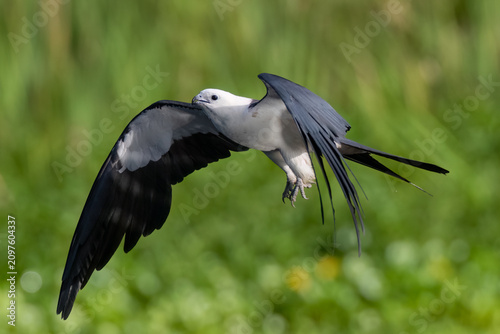 Swallow-tailed Kites are bathing and drinking before a day of hunting and foraging, before their big migration. 