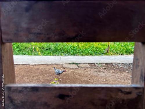 Fotografie A free-range chicken walks across a rural yard, naturally framed by a wooden fence