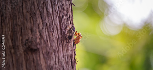 Empty cicada shell in sharp focus with a newly emerged cicada resting on tree bark, symbolizing metamorphosis (Poetic concept of new life and rebirth with a cicada exuvia and a soft-focus cicada)