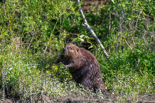 Fotografie North American Beaver Feeding at Marsh Edge Among Green Shrubs and Wetland Veget