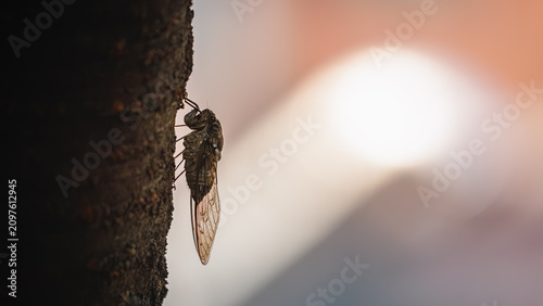 Cinematic close-up of a cicada on a dark tree trunk with dramatic backlighting and copy space (Moody and poetic summer concept featuring a cicada on a tree bark under dramatic light)
