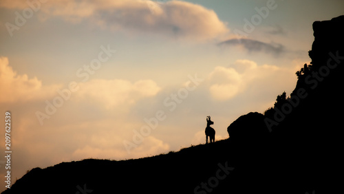 Chamois standing on a mountain ridge silhouetted against a sunset sky in a wilderness adventure, Monte Baldo Natural Park, Brentonico, Trentino, Veneto, Italy.