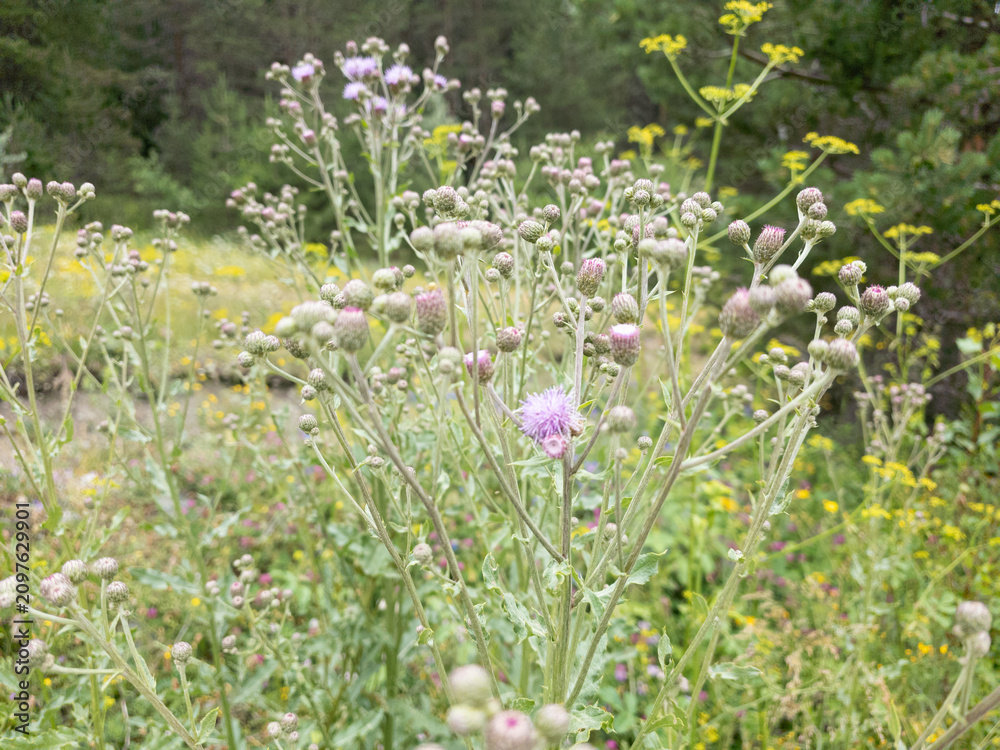Fototapeta premium A decorative plant with purple flowers from the daisy family.