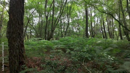 Exploring Brocéliande Forest in France