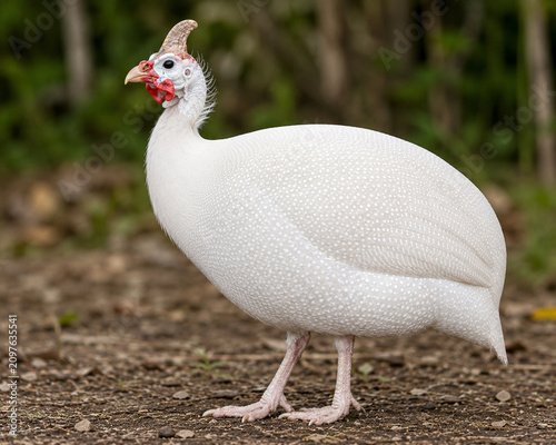 White Guinea Fowl Standing on Natural Ground with Soft Forest Background