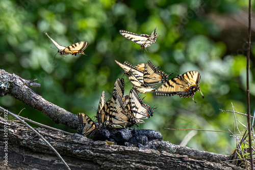 Cuadro en lienzo Swarm Of Tiger Swallowtail Butterflies Puddling On Log In Lush Green Forest