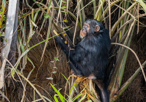 Photography Chimpanzee in the Gambia