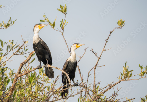 Great Cormorant in the river Gambia