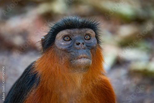 The endangered Western Red Colobus in the Bijilo Forest  Park, the Gambia.