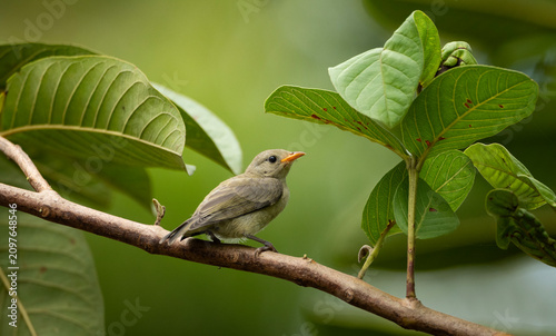 Pale-billed Flowerpecker (Dicaeum erythrorhynchos) perched on a branch.