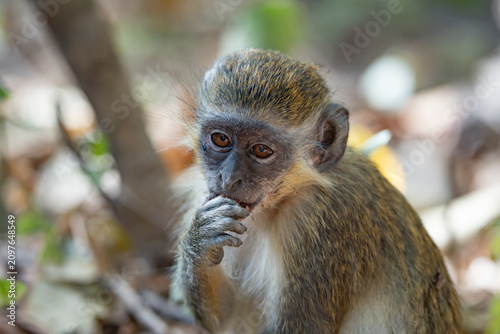 Photos The green monkey in the Bijilo Forest Park in the Gambia