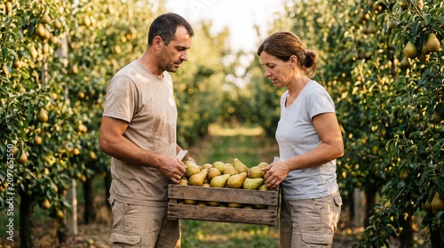 Farm workers inspecting pear crate quality before shipment