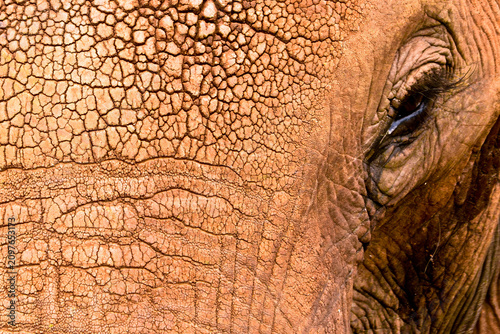 Foto Close up of an African Elephant's eye and heavily textured skin in Tarangire National Park