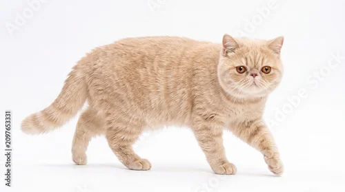Fototapeta na wymiar An orange and cream Exotic Shorthair cat walking across a white background.