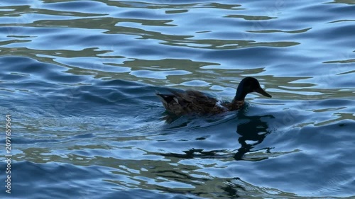 ducks in the water