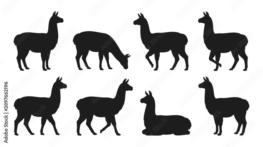 Fototapeta premium Eight black llama or alpaca silhouettes in different poses on a white background, depicting various actions like standing, walking, grazing, and resting.