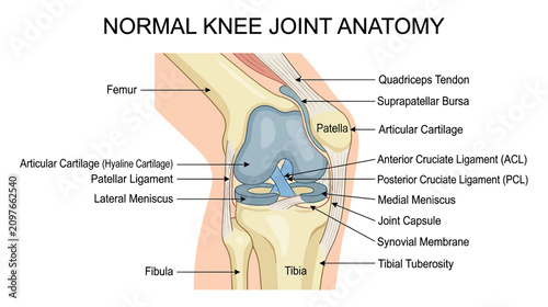 Bild auf Leinwand Normal Knee Joint Anatomy Illustration: Femur, Tibia, Fibula, Patella, Ligaments
