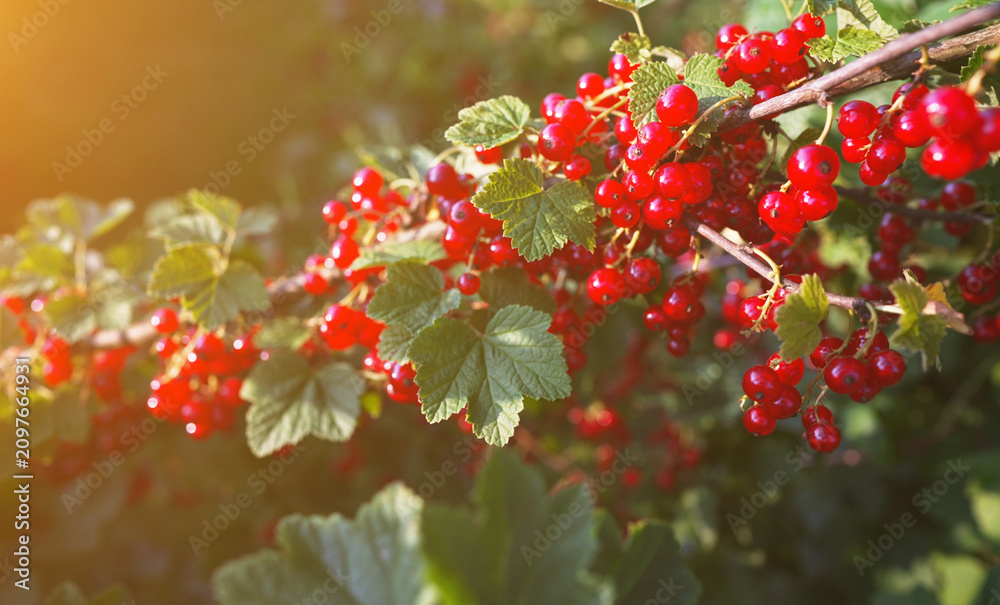 Fototapeta premium Ripe red currants hanging on branch in summer garden.