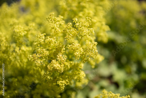 Cuadro en lienzo Alchemilla mollis ladys mantle blooming yellow flowers in garden