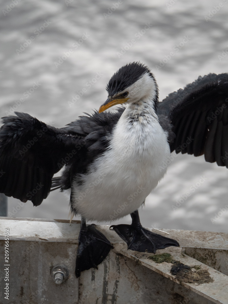 Obraz premium Black-faced cormorant drying off, overcast day next to water