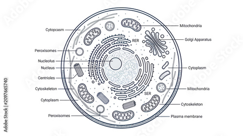 Bild auf Leinwand Human Cell Diagram: Detailed Illustration of Animal Cell Structure and Organelle
