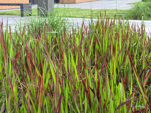 Canvastavla Ornamental red baron blood grass in urban park with paved walkway