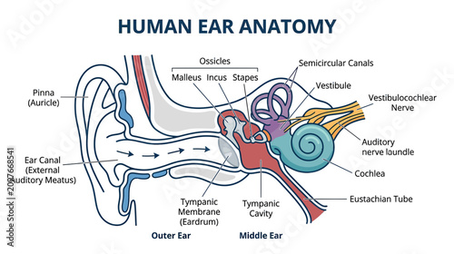 Bilde på lerret Human Ear Anatomy Diagram: Outer, Middle, and Inner Ear Structure
