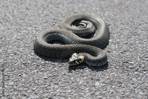 Fotografie Grass snake (Natrix natrix, Ringelnatter) | The grass snake is a Eurasian semi-a