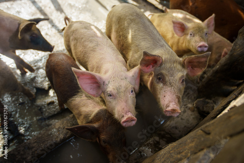Fotografie Group of diverse domestic pigs standing together inside a traditional outdoor li