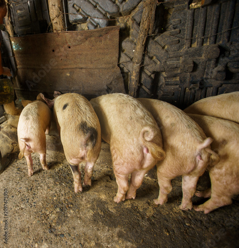 Obraz na płótnie Rear view of domestic pigs and piglets standing in a row at a feeding trough ins