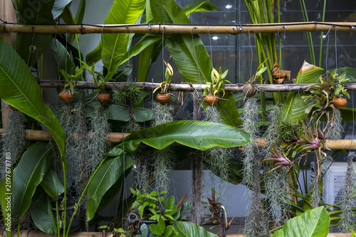 Fotografía Hanging potted orchids and air plants with long Spanish moss draping from bamboo