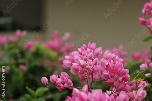Cuadro en lienzo Pink Coral Vine Antigonon leptopus with Blurred Background