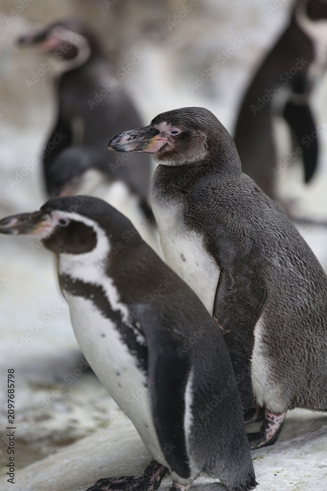 Fototapeta premium Penguins Humboldt (Spheniscus humboldti) on a rocky shore. Penguins at the zoo. 