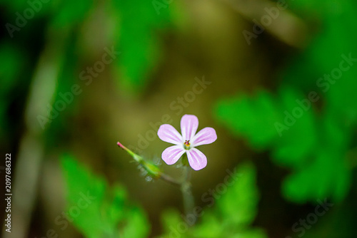 Pink wildflower with fern leaves in dappled light