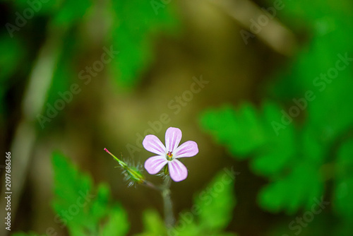 Pink Wildflower Blooming Amid Green Forest Foliage
