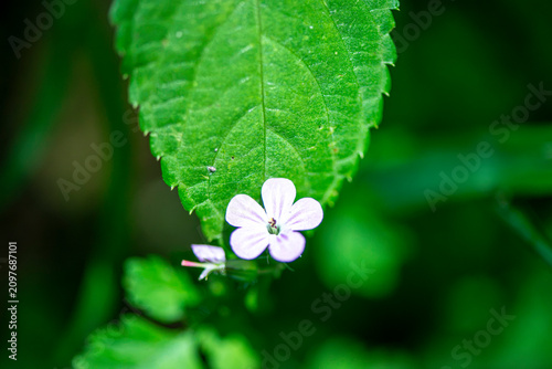 Delicate White Wildflower on Leaf Close-Up