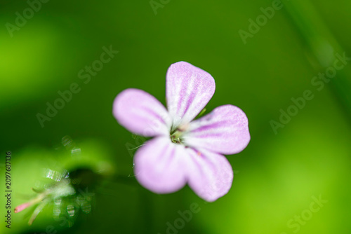 Close-Up Pink Geranium Flower Amid Green Grass