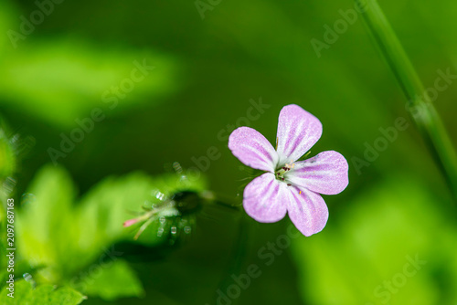 Wild Pink Flower Blossom in Forest Undergrowth