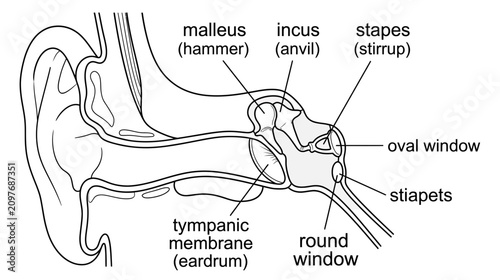 Quadro su tela Human Ear Anatomy Diagram: Ossicles, Eardrum, and Windows
