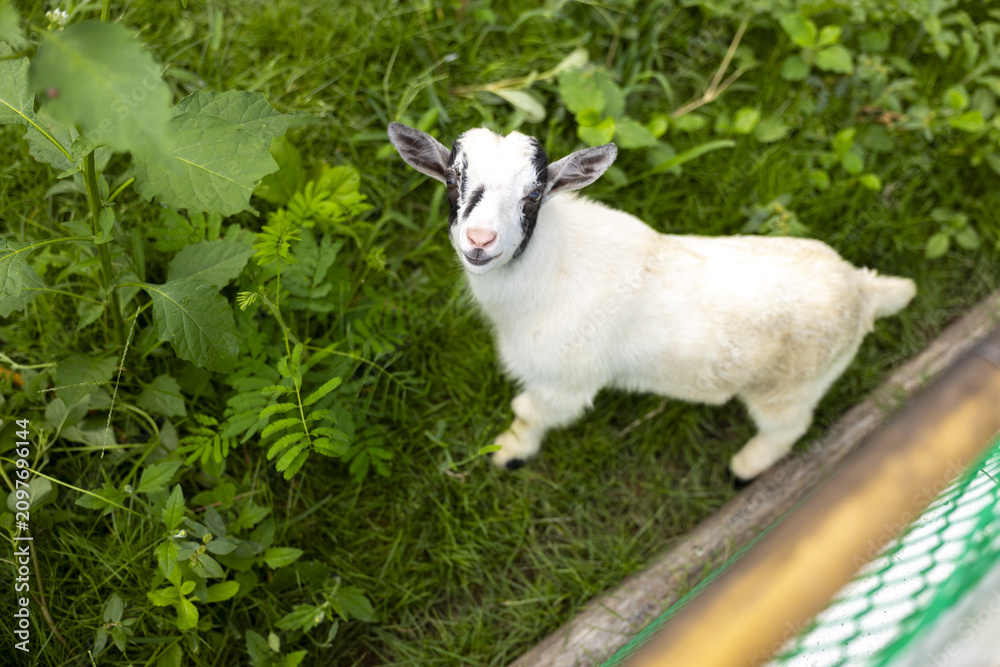 Fototapeta premium Playful white goat kid with black facial markings standing on green grass and looking up with curious expression