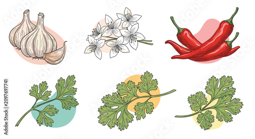 Detailed sketches of various herbs and spices including garlic cloves, red chili peppers, white flowers, and fresh green coriander leaves.