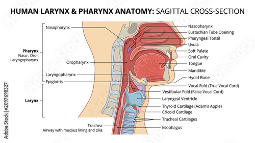 Fotografie Human Larynx and Pharynx Anatomy: Sagittal Cross-Section Diagram