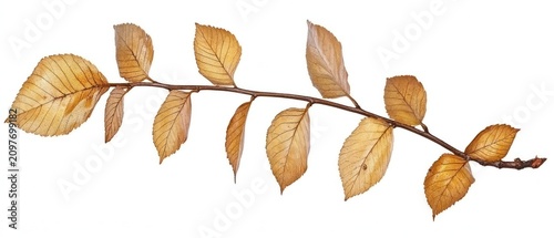 Dried branch with autumn leaves