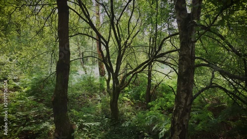 Exploring Brocéliande Forest in France