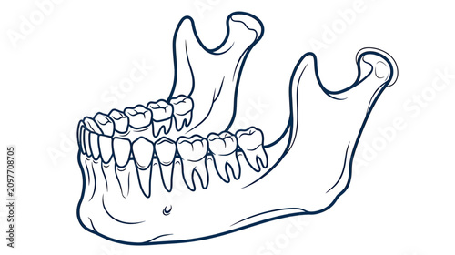 Obraz na płótnie Human Jaw Bone Anatomy with Teeth Illustration