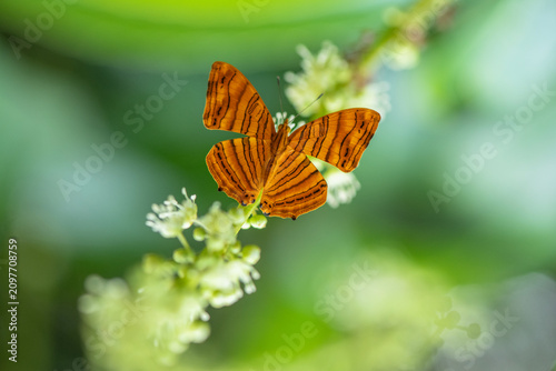 Obraz na płótnie The common Maplet (Chersonesia risa) standing on a leaf, this orange stripped bu