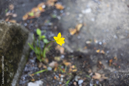 Small yellow flower growing from crack in concrete, delicate bloom with green stem and blurred urban ground, resilient nature and subtle sunny color