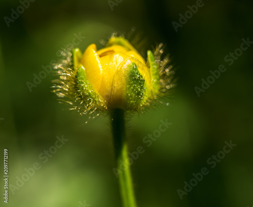  Creeping Buttercup (Ranunculus repens) Bud Close-Up in Sunlight