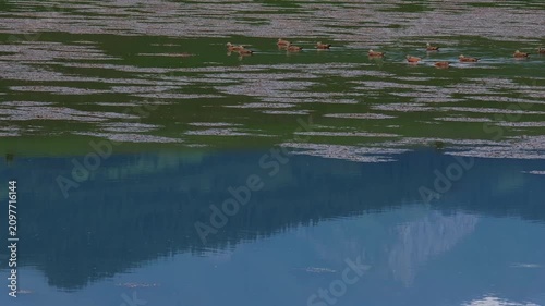 Flock of ruddy shelducks swimming on a calm mountain lake with scenic mountain reflection. Commercial background for travel, wild nature, and outdoor adventure concepts with copy space.