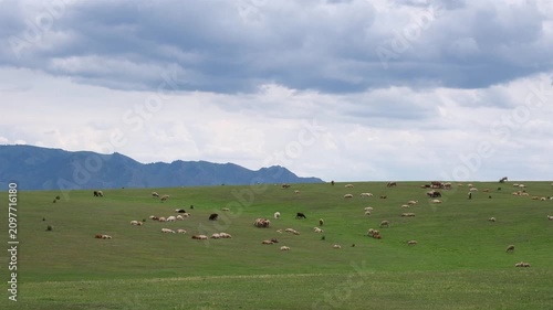 Herd of sheep grazing on a green pasture under a cloudy sky with hills in the background. Commercial photography for travel banners, farming concepts, and website backgrounds with copy space.